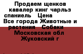 Продаем щенков кавалер кинг чарльз спаниель › Цена ­ 60 000 - Все города Животные и растения » Собаки   . Московская обл.,Жуковский г.